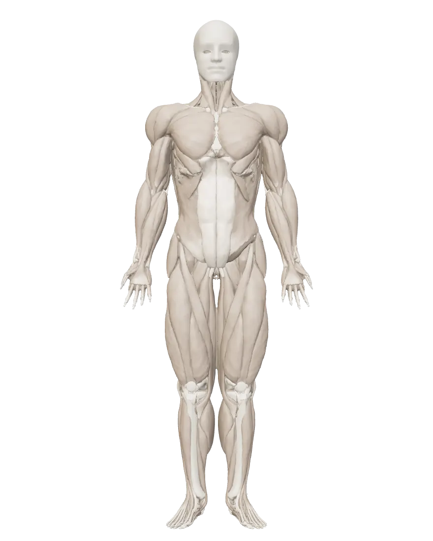 The 3D anatomy body